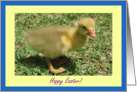 Happy Easter - Duckling card