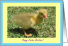 Brother Happy Easter - Duckling card