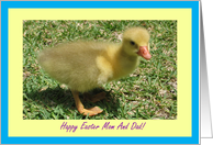 Mom And Dad Happy Easter - Duckling card