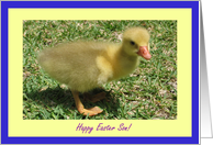 Son Happy Easter - Duckling card