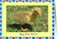 Nephew Happy Easter - Duckling card