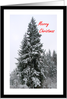 Merry Christmas Snow In Evergreen Trees card