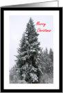 Merry Christmas Snow In Evergreen Trees card