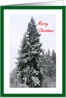 Merry Christmas Snow In Evergreen Trees card