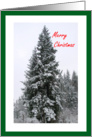 Merry Christmas Snow In Evergreen Trees card