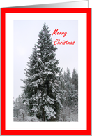 Merry Christmas Snow In Evergreen Trees card