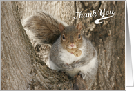 Squirrel with Peanut Giving Thanks card