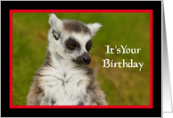 Lemur Birthday card