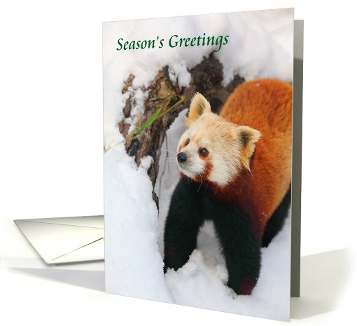 Red Panda Season's Greetings card (701461)