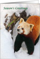Red Panda Season’s Greetings card
