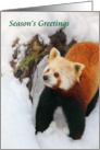 Red Panda Season’s Greetings card