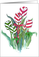 Christmas Tulips - Christmas card