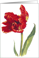 Tulip Watch - Spring Fairies card