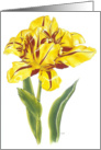 Tulip Flutter- Spring Fairies card