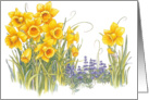 Daffydowndilly - Spring Flowers card