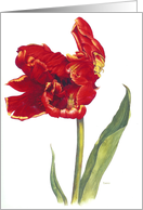 Tulip Watch - Sympathy card