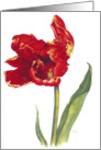 Tulip Watch - Sympathy card