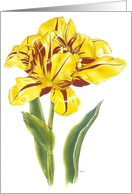 Tulip Flutter - Sympathy card