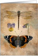 Butterfly and Dragonfly card