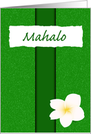 Plumeria Mahalo Green card