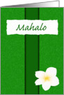 Plumeria Mahalo Green card