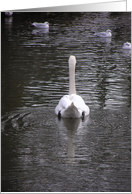 Lonely Swan card