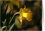 Daffodil in Sunlight
