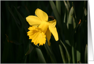 Daffodil Facing The...