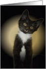 Tuxedo Kitten, Rescue Cat, Blank Note Card