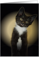 Tuxedo Kitten, Rescue Cat, Blank Note Card