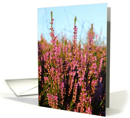 Late summer Scottish heather card (397024)