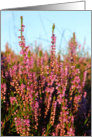 Late summer Scottish heather card