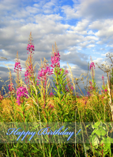 Wild, pink flowers...