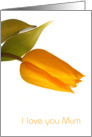 Yellow tulip on wite, Mother’s Day card