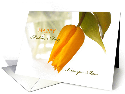 Yellow tulip on wite, Mother's Day card (416688)