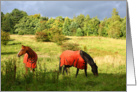 Beautiful horses in red coats card