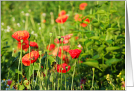 Red poppies in the summer sun card