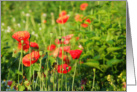 Red poppies in the summer sun card