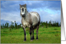 Grey horse in summertime card