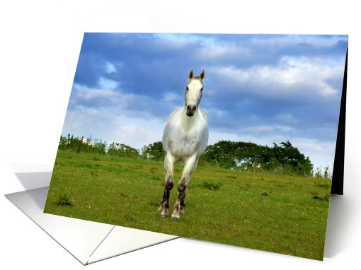 White horse in summertime card (417355)