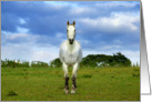 White horse in summertime card