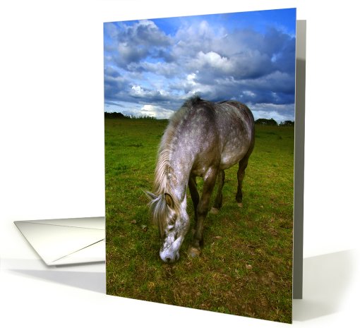 White horse in summertime card (417357)