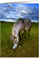 White horse in summertime card