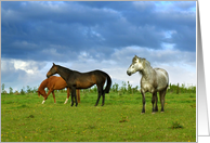 Three horses in summertime card