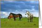 Three horses in summertime card