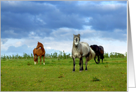 Three horses in summertime card