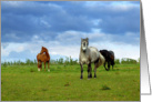 Three horses in summertime card