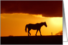 A horse in the sunset card