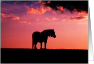 A horse in the sunset card