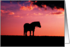 A horse in the sunset card